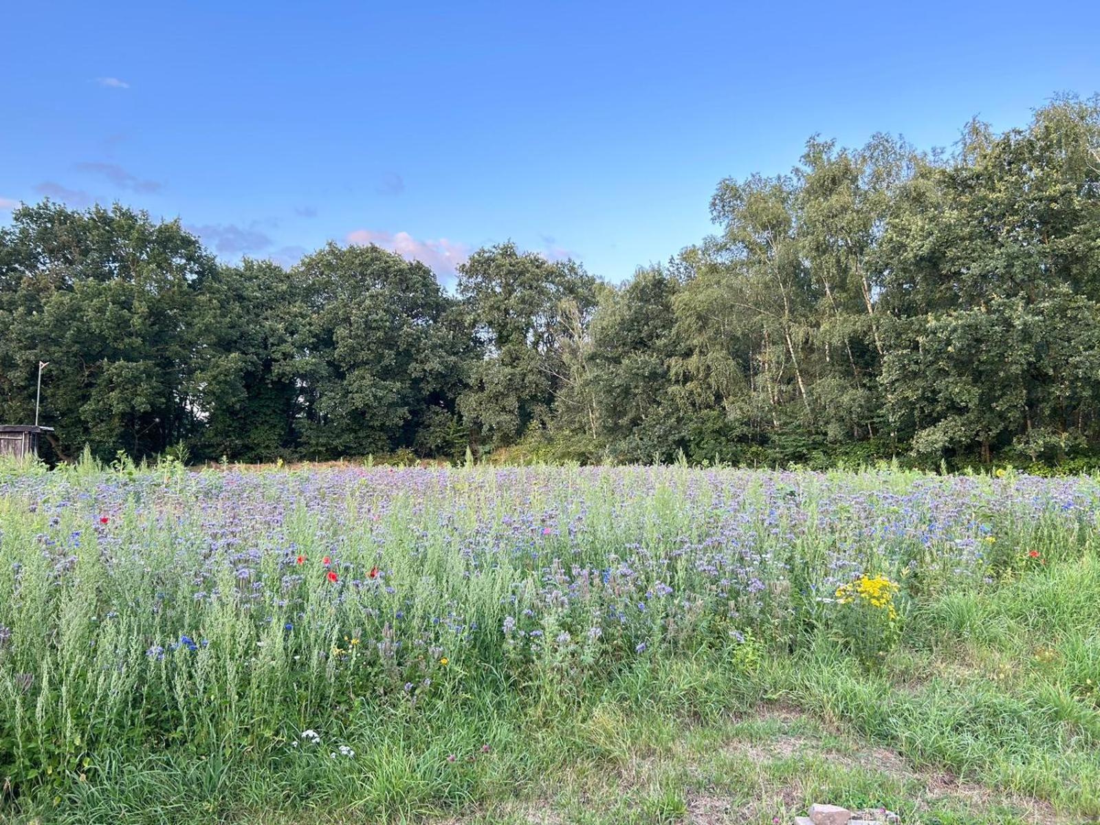 Xantener Ferienhaus Heeser Weg Bagian luar foto